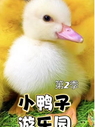小鸭子游乐园2