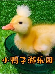 小鸭子游乐园